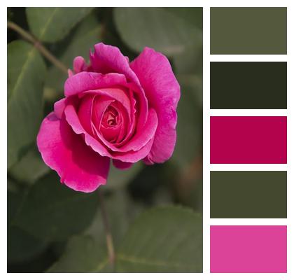 Pink Rose Rose Flower Image